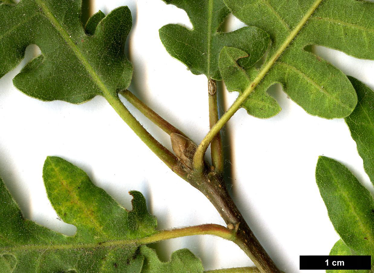 High resolution image: Family: Fagaceae - Genus: Quercus - Taxon: vulcanica - SpeciesSub: 'Kasnak'