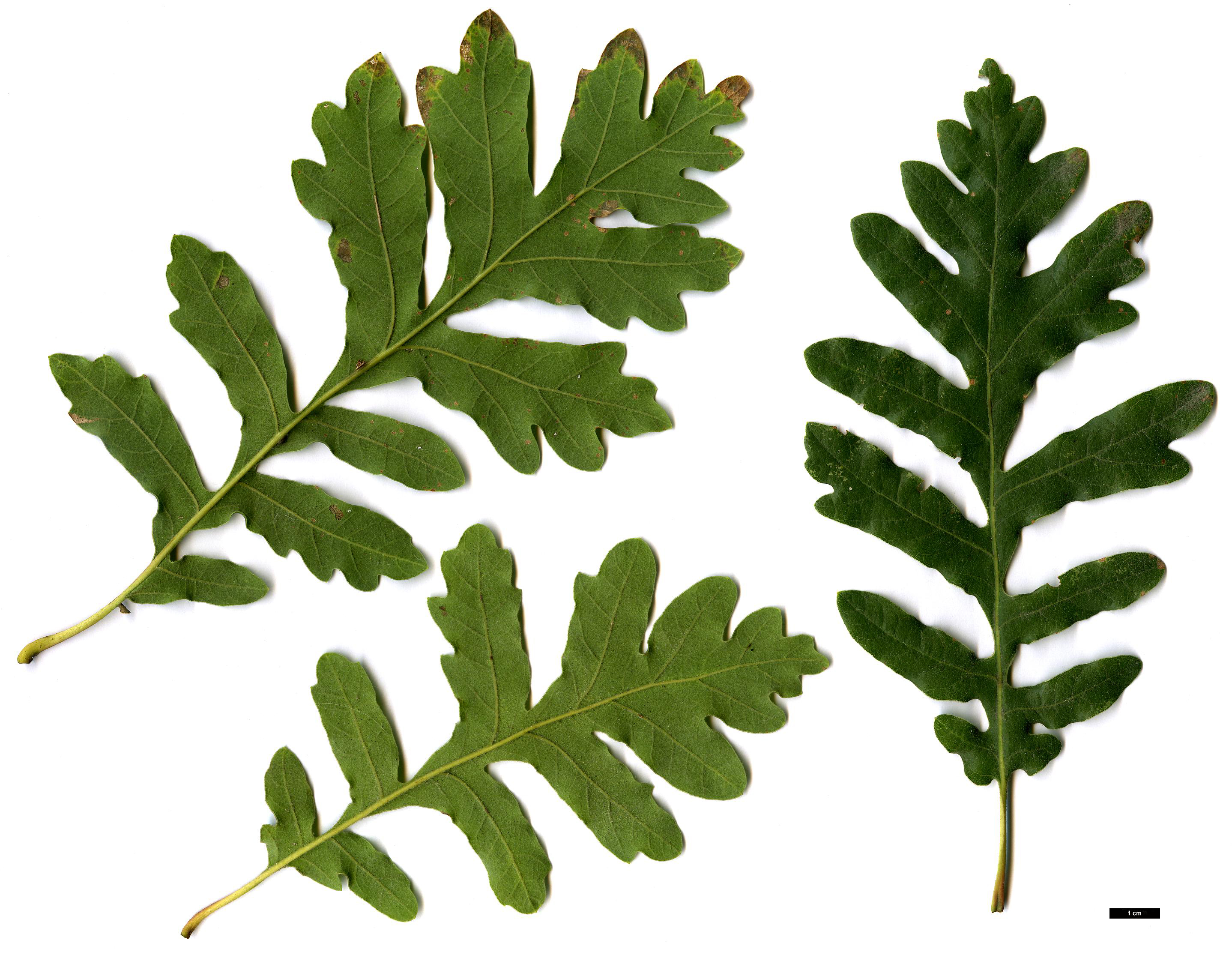 High resolution image: Family: Fagaceae - Genus: Quercus - Taxon: vulcanica - SpeciesSub: 'Kasnak'
