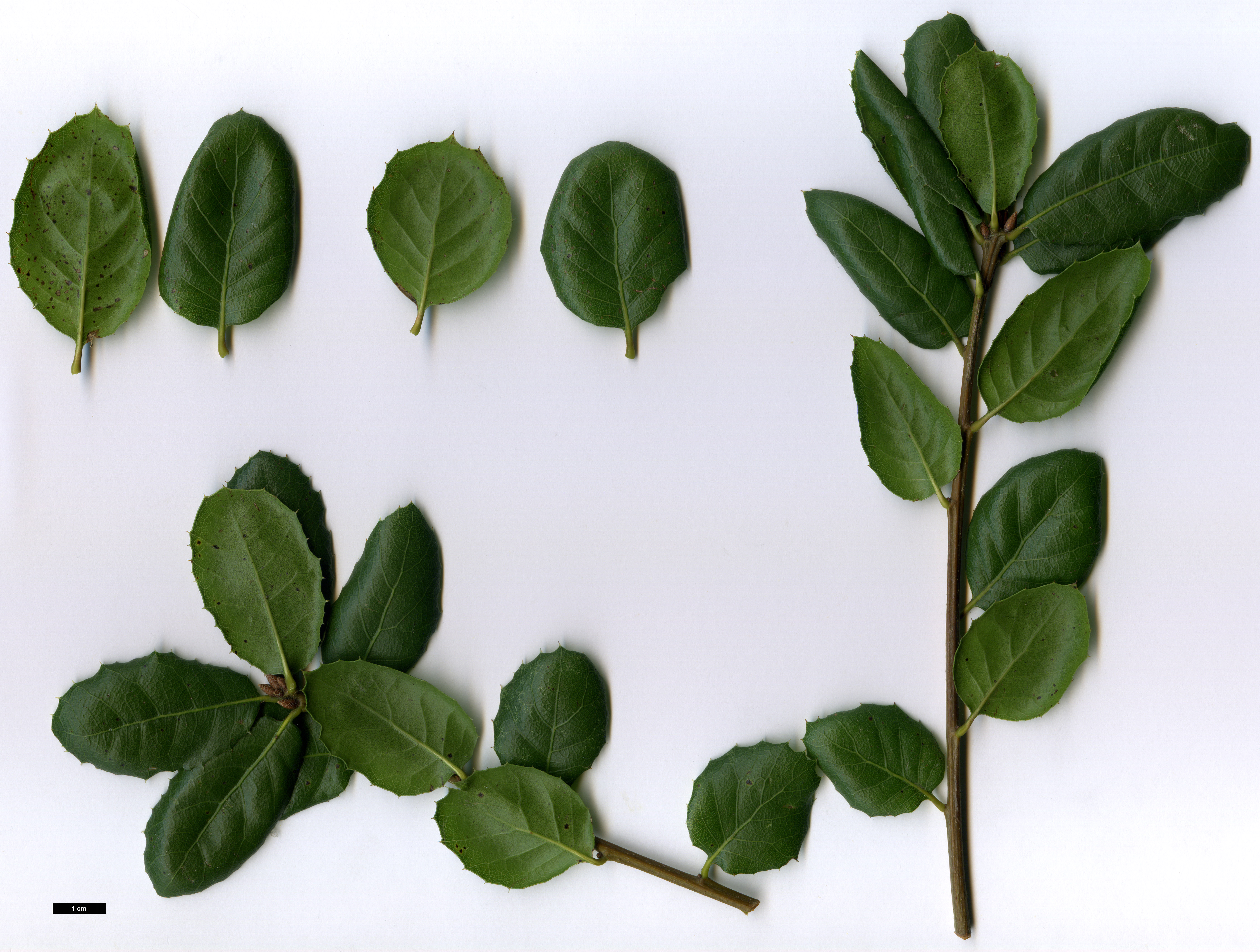 High resolution image: Family: Fagaceae - Genus: Quercus - Taxon: wislizeni