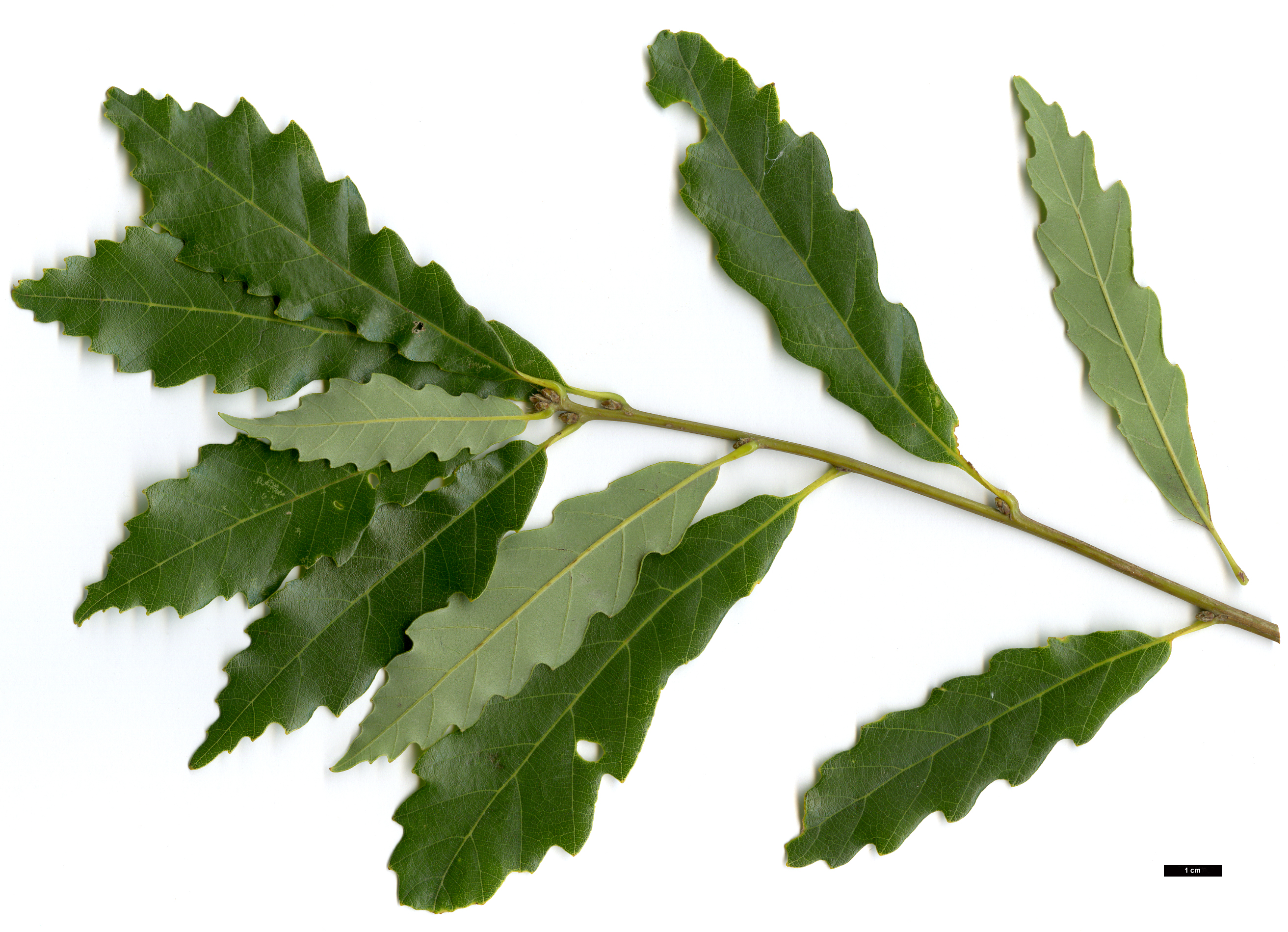 High resolution image: Family: Fagaceae - Genus: Quercus - Taxon: wutaishanica
