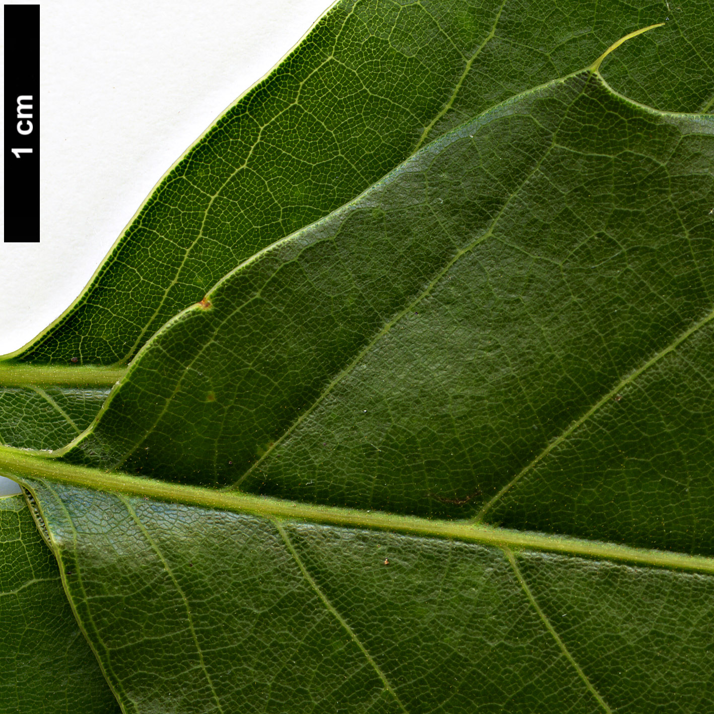 High resolution image: Family: Fagaceae - Genus: Quercus - Taxon: xalapensis