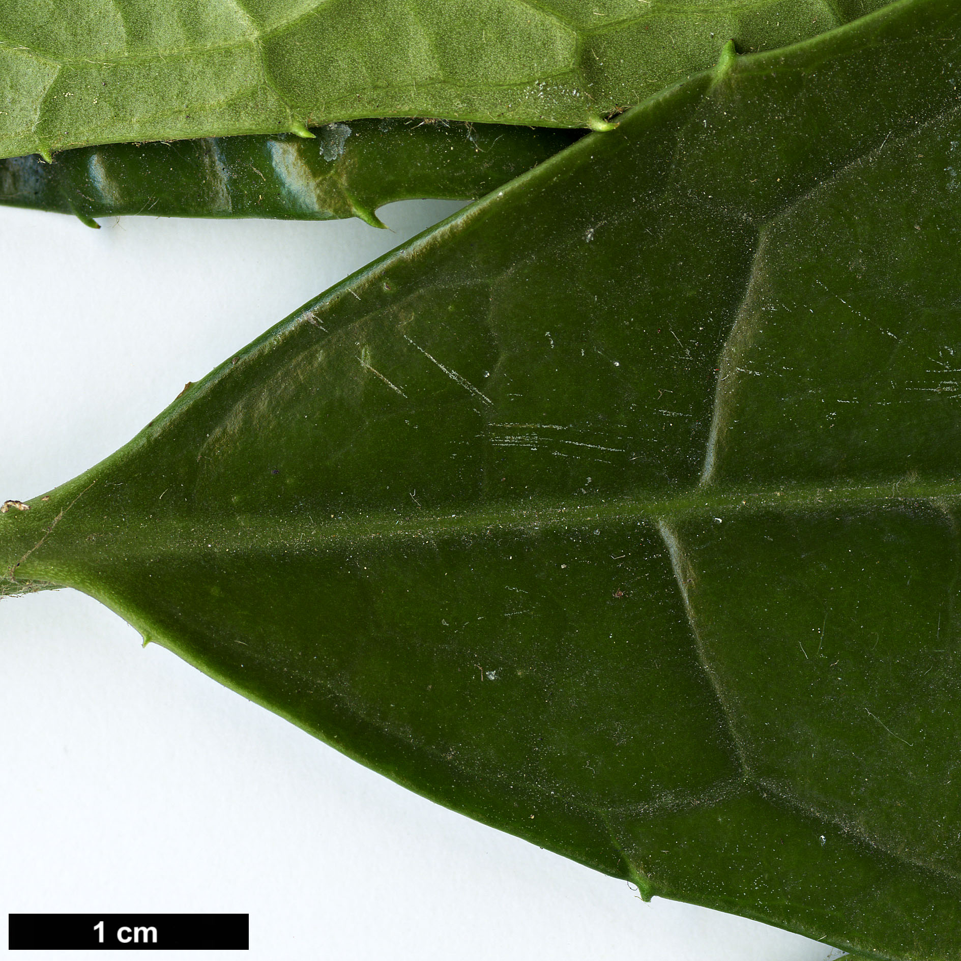 High resolution image: Family: Garryaceae - Genus: Aucuba - Taxon: chinensis