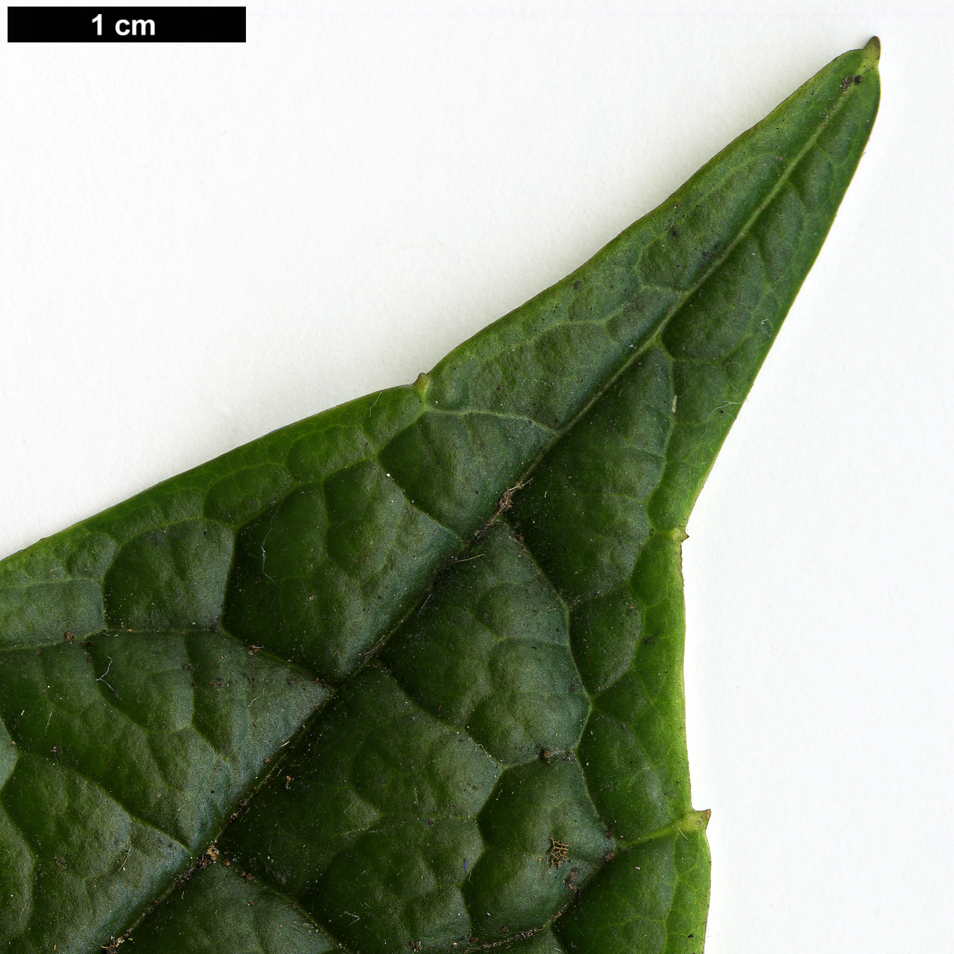 High resolution image: Family: Garryaceae - Genus: Aucuba - Taxon: confertiflora