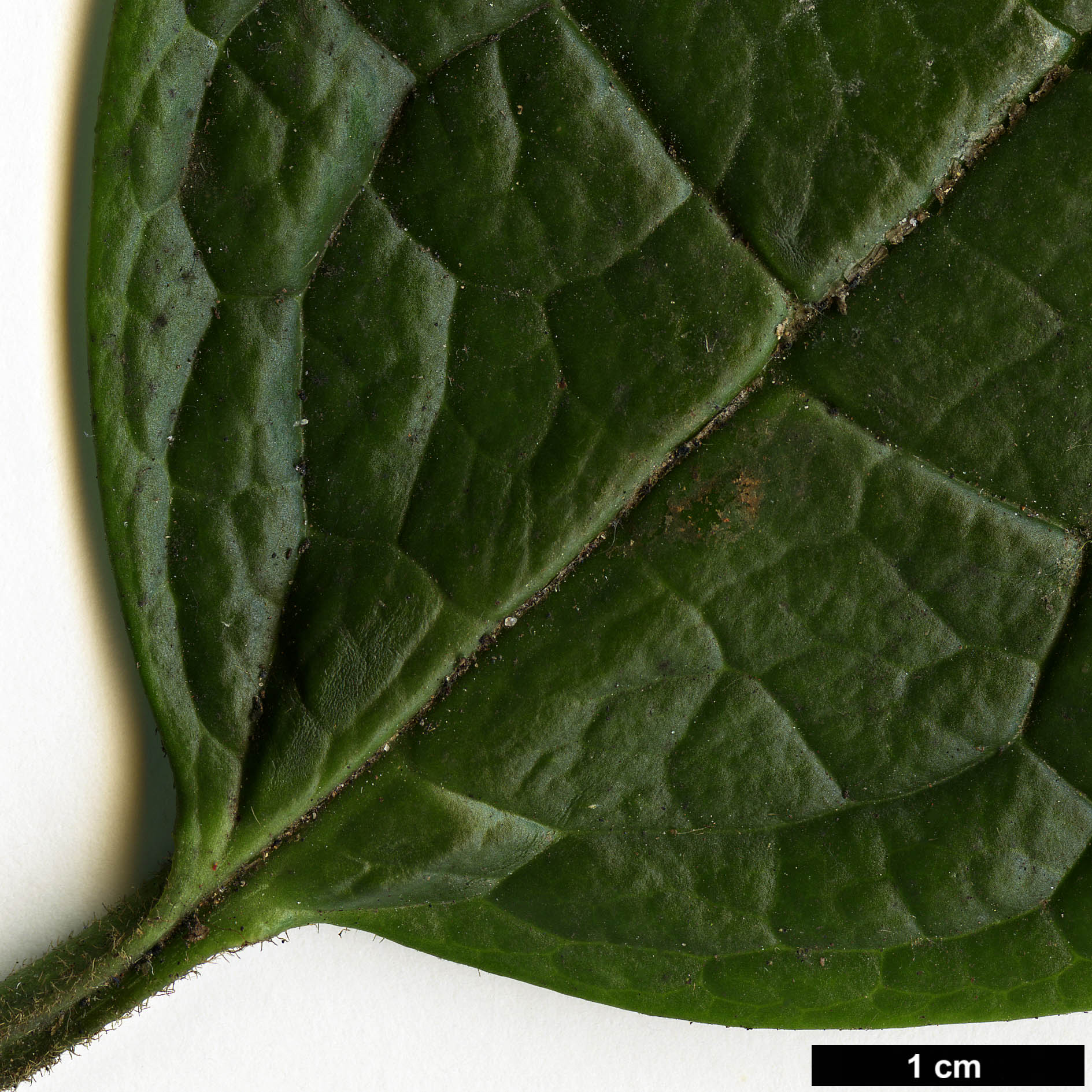 High resolution image: Family: Garryaceae - Genus: Aucuba - Taxon: confertiflora