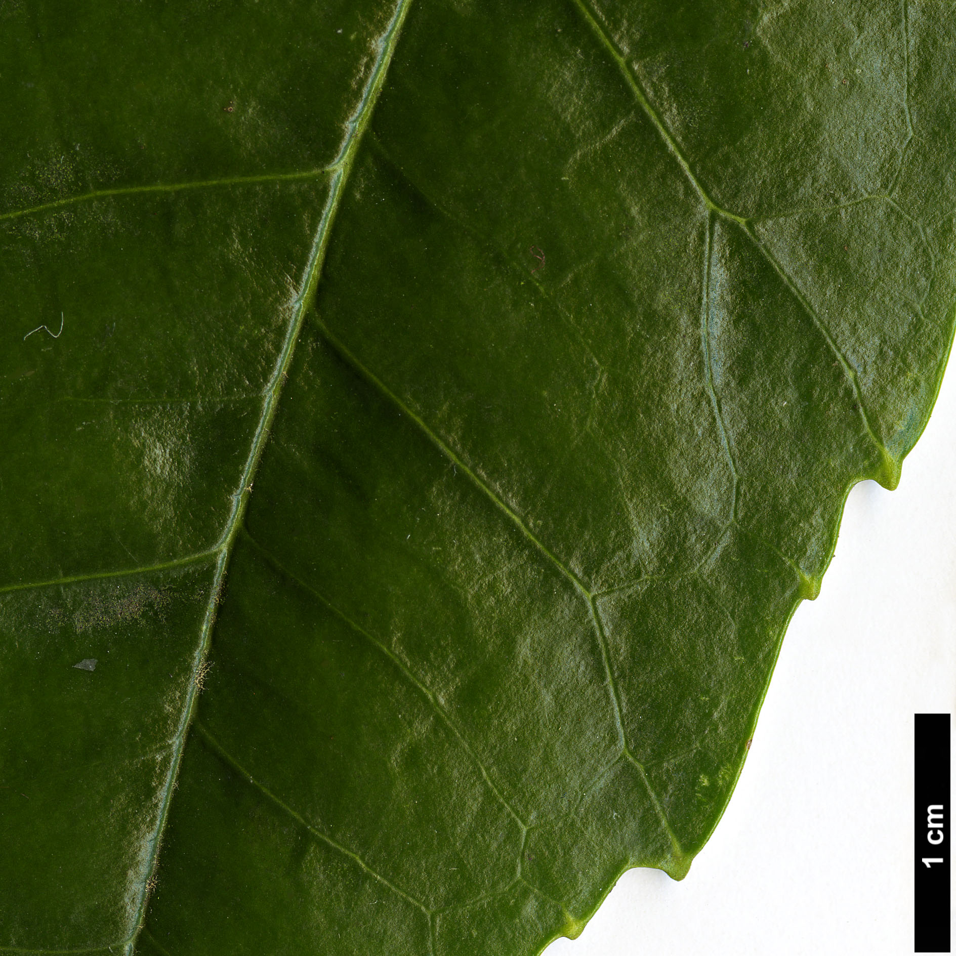 High resolution image: Family: Garryaceae - Genus: Aucuba - Taxon: japonica