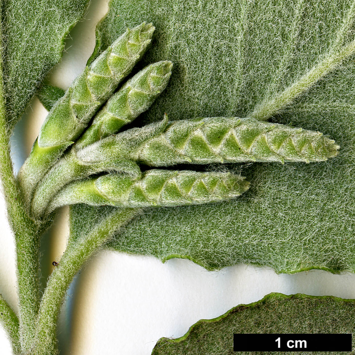 High resolution image: Family: Garryaceae - Genus: Garrya - Taxon: elliptica