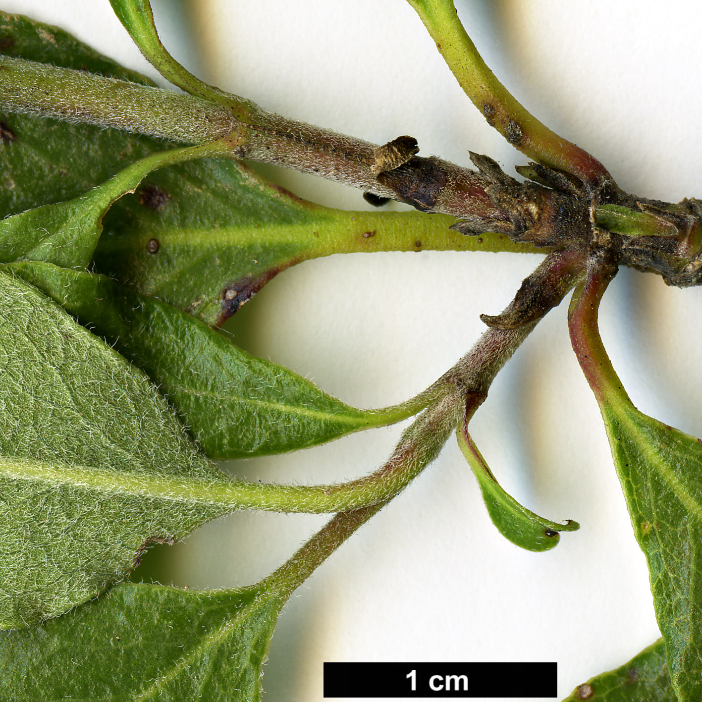 High resolution image: Family: Garryaceae - Genus: Garrya - Taxon: fremontii