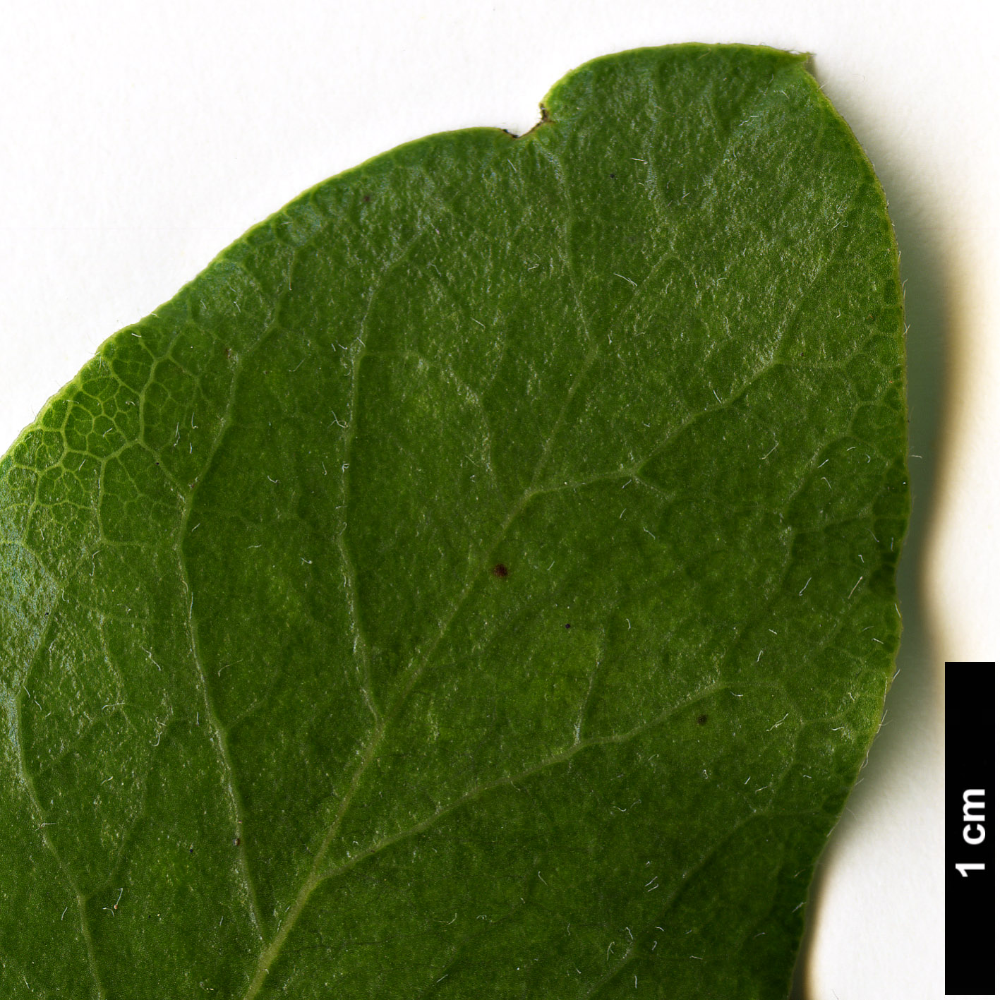 High resolution image: Family: Garryaceae - Genus: Garrya - Taxon: fremontii