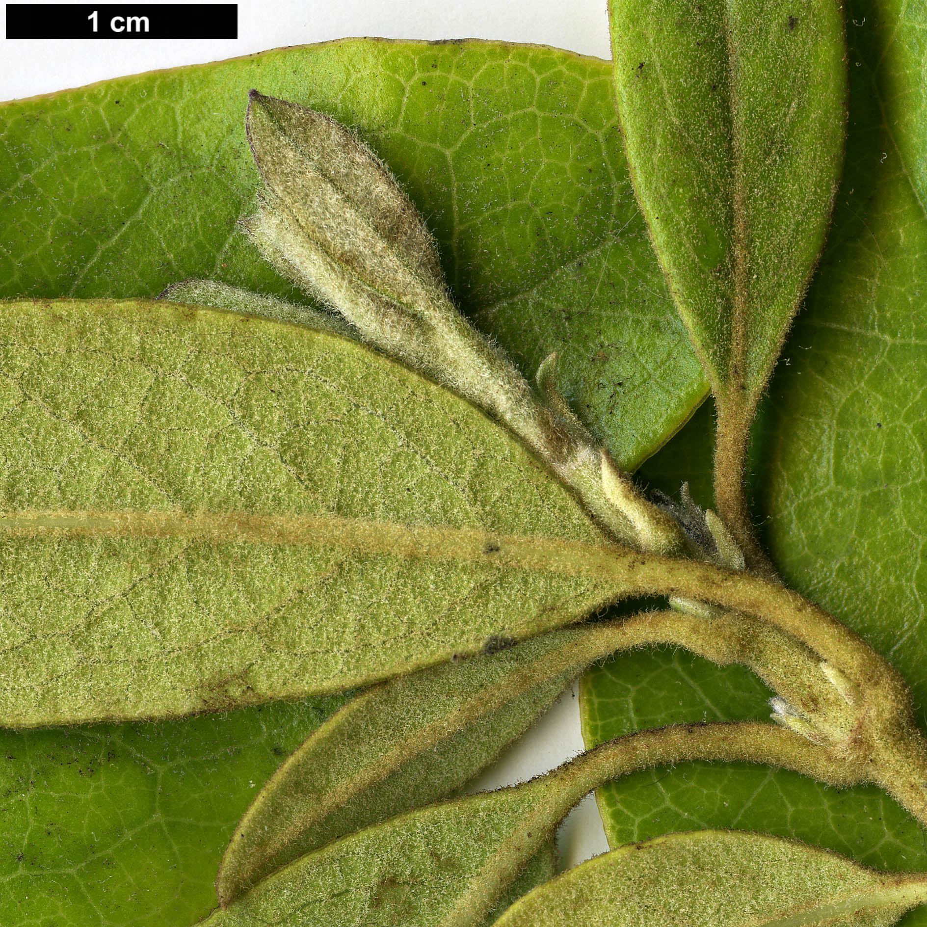 High resolution image: Family: Garryaceae - Genus: Garrya - Taxon: laurifolia