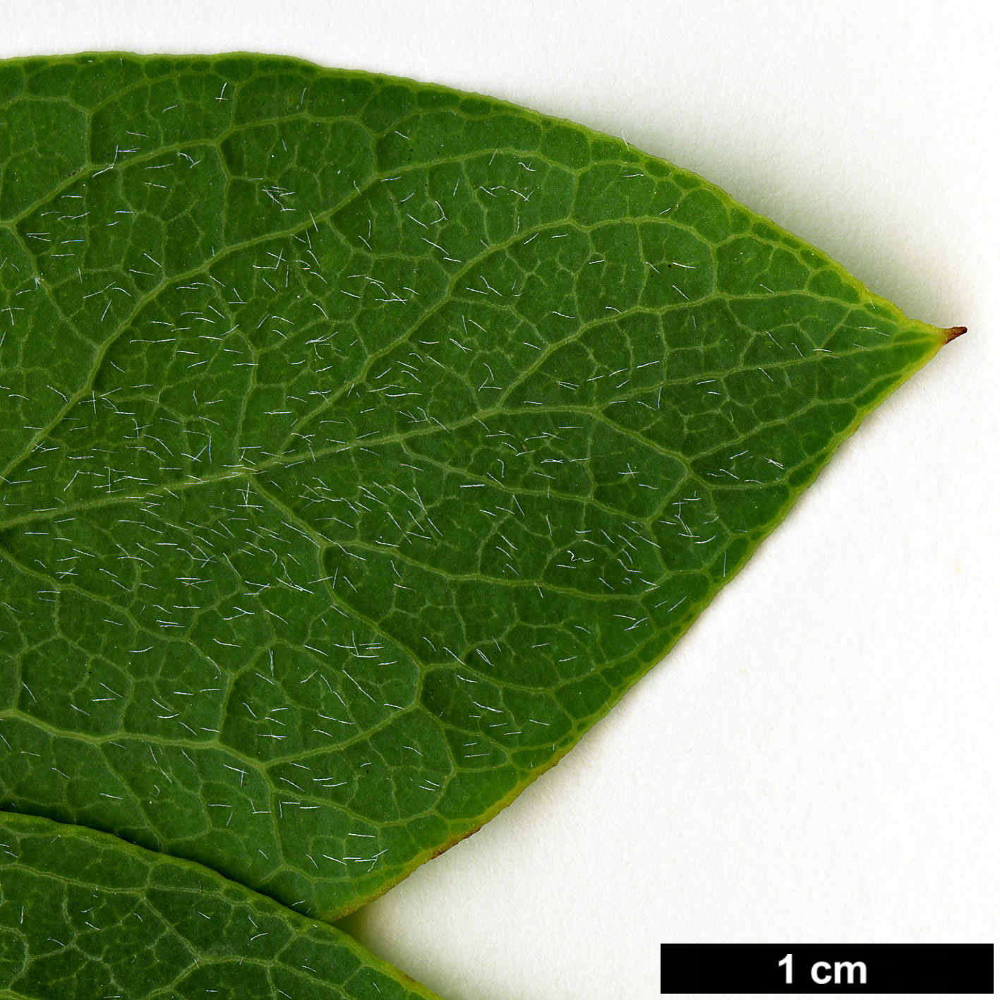 High resolution image: Family: Garryaceae - Genus: Garrya - Taxon: wrightii