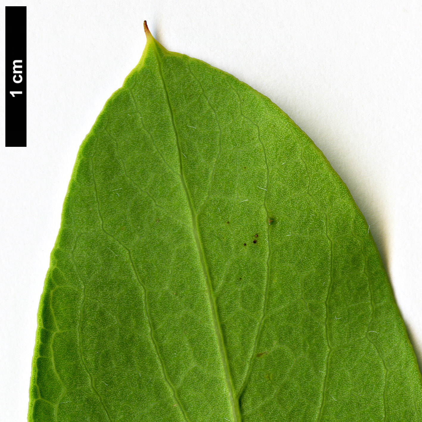 High resolution image: Family: Garryaceae - Genus: Garrya - Taxon: wrightii