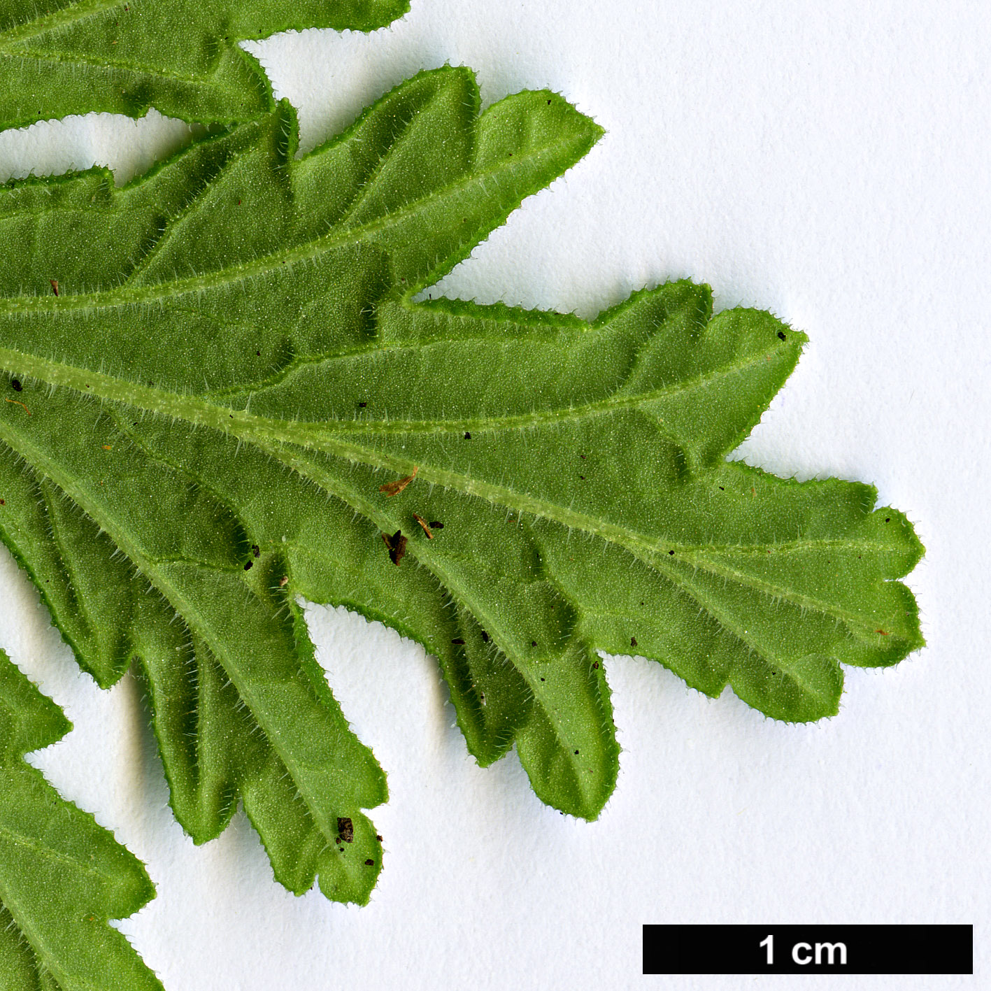 High resolution image: Family: Geraniaceae - Genus: Pelargonium - Taxon: graveolens