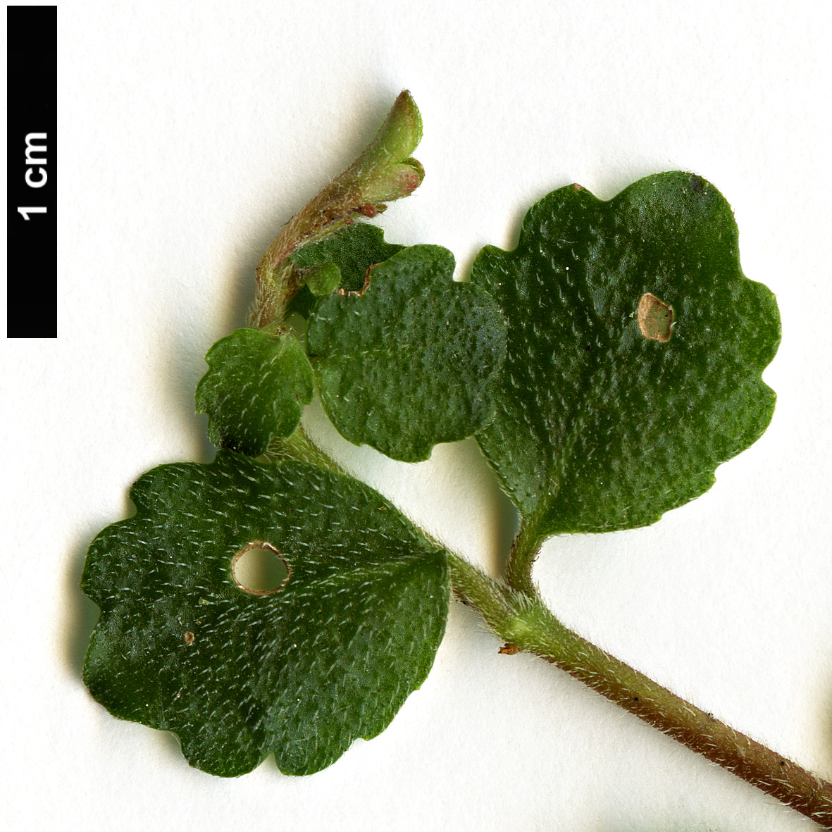 High resolution image: Family: Gesneriaceae - Genus: Asteranthera - Taxon: ovata
