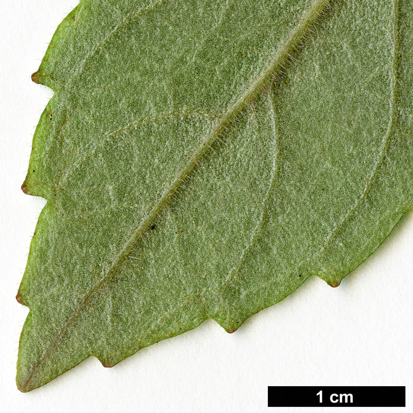 High resolution image: Family: Gesneriaceae - Genus: Fieldia - Taxon: australis