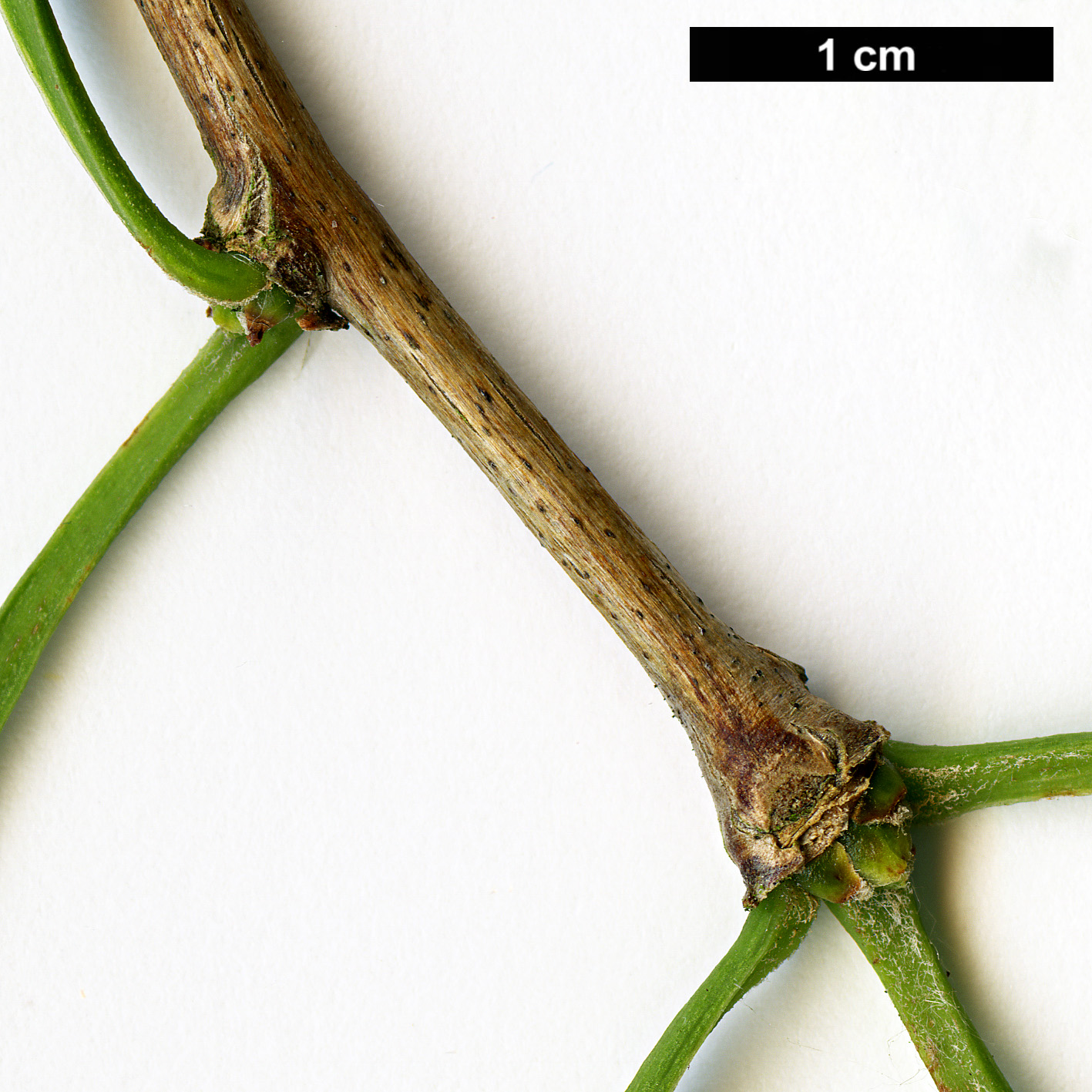 High resolution image: Family: Ginkgoaceae - Genus: Ginkgo - Taxon: biloba