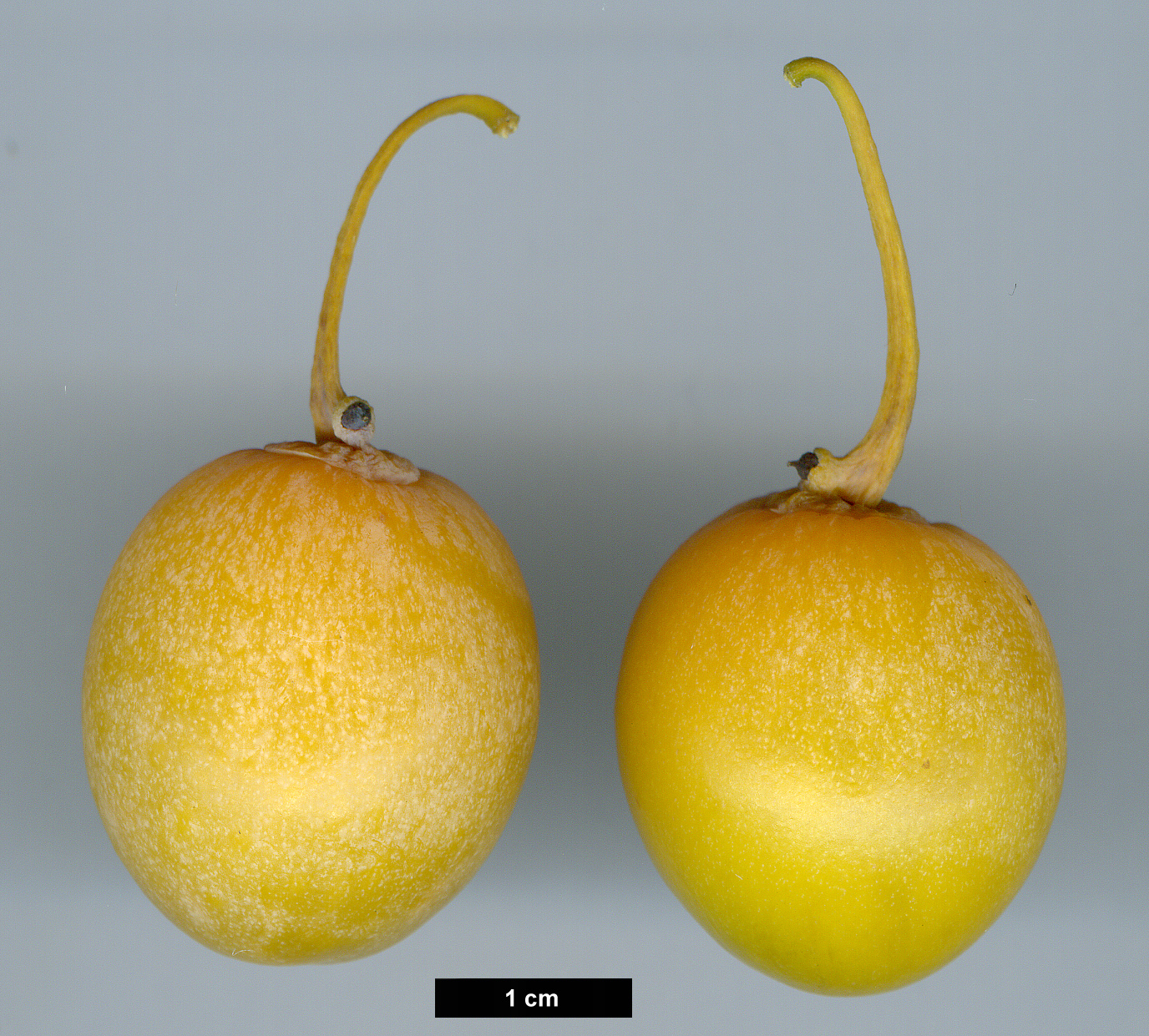 High resolution image: Family: Ginkgoaceae - Genus: Ginkgo - Taxon: biloba