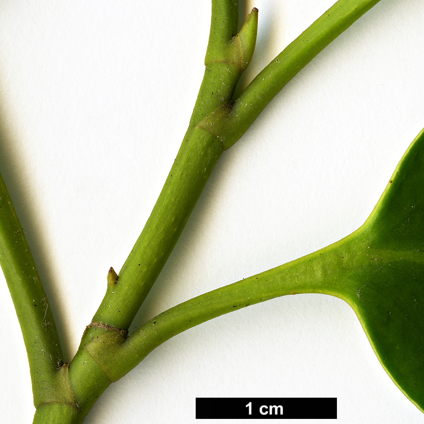 High resolution image: Family: Griseliniaceae - Genus: Griselinia - Taxon: littoralis