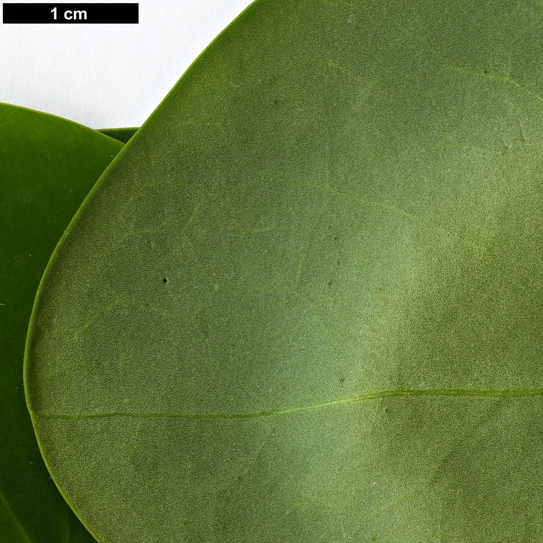 High resolution image: Family: Griseliniaceae - Genus: Griselinia - Taxon: lucida