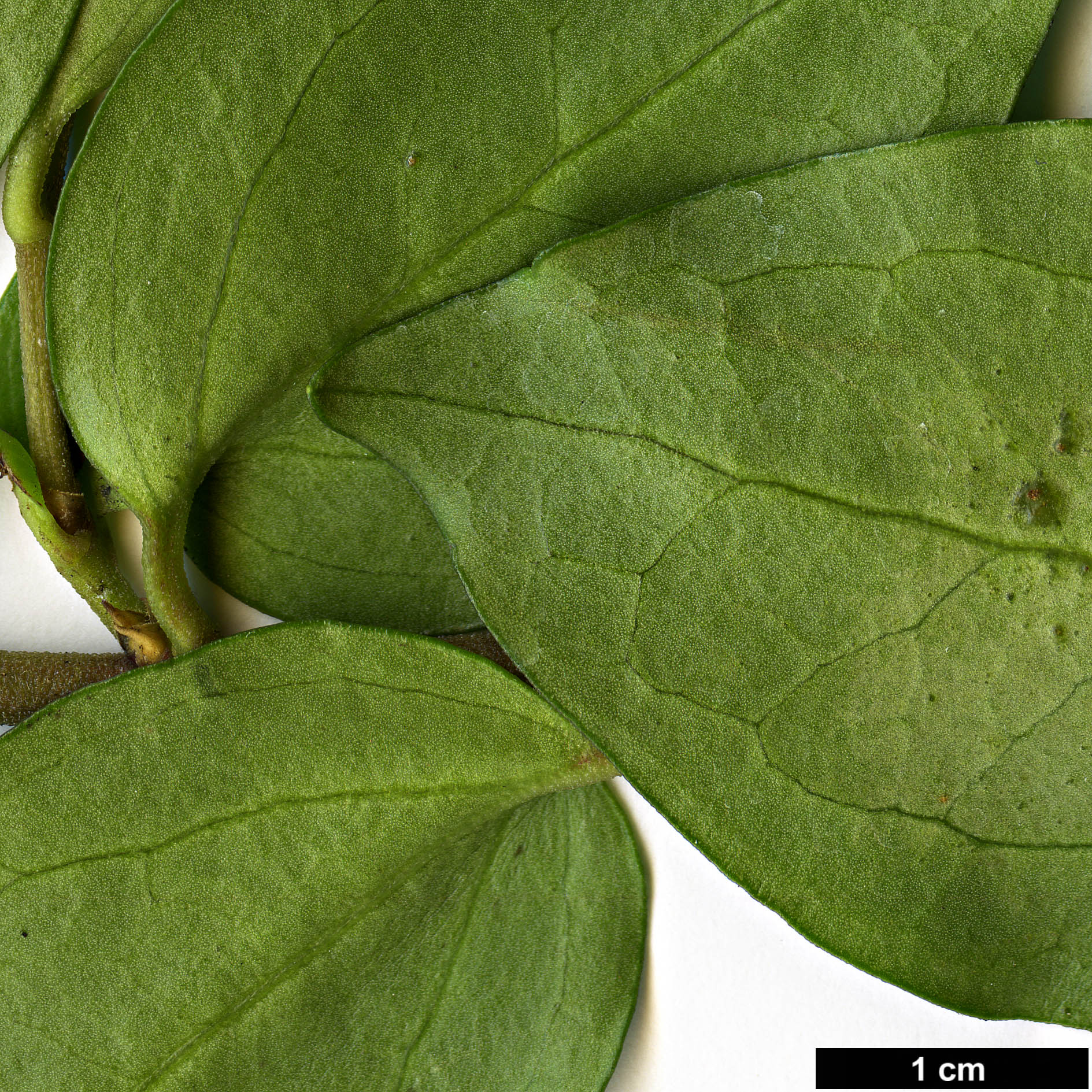 High resolution image: Family: Griseliniaceae - Genus: Griselinia - Taxon: racemosa