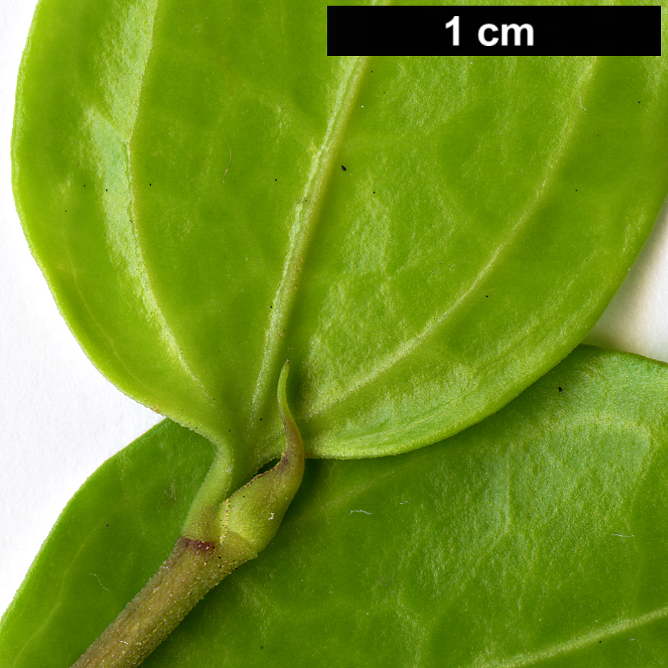 High resolution image: Family: Griseliniaceae - Genus: Griselinia - Taxon: racemosa