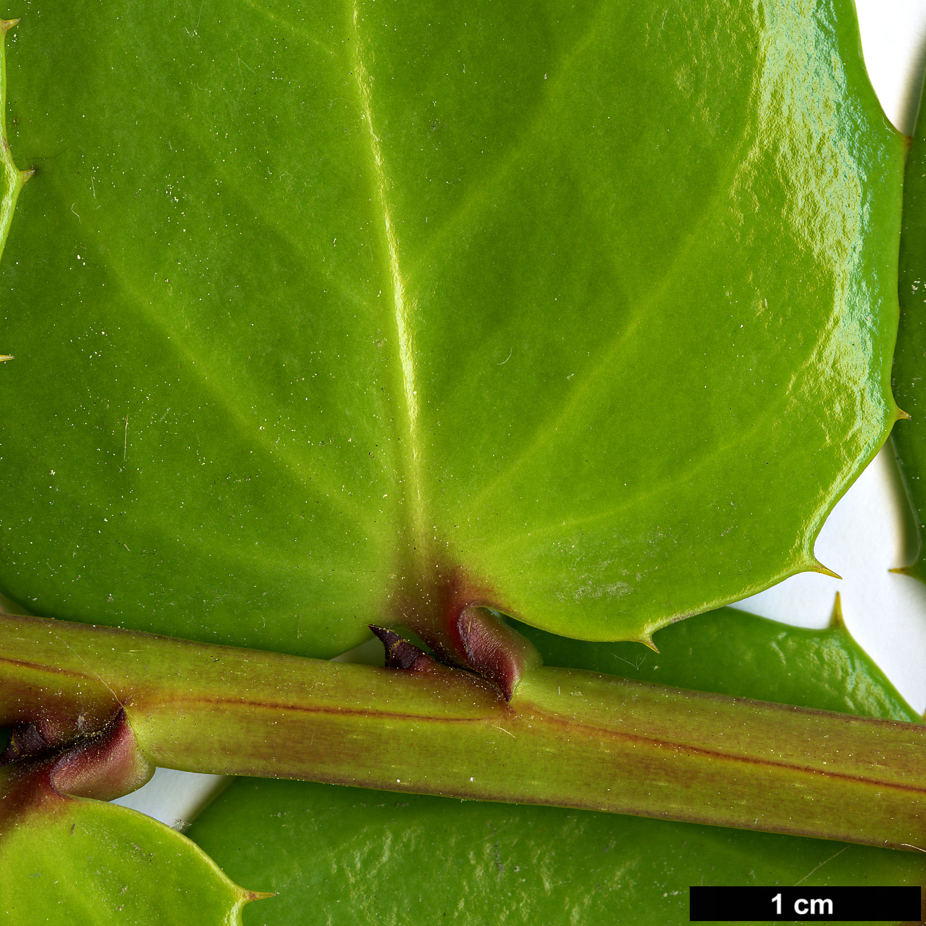 High resolution image: Family: Griseliniaceae - Genus: Griselinia - Taxon: scandens