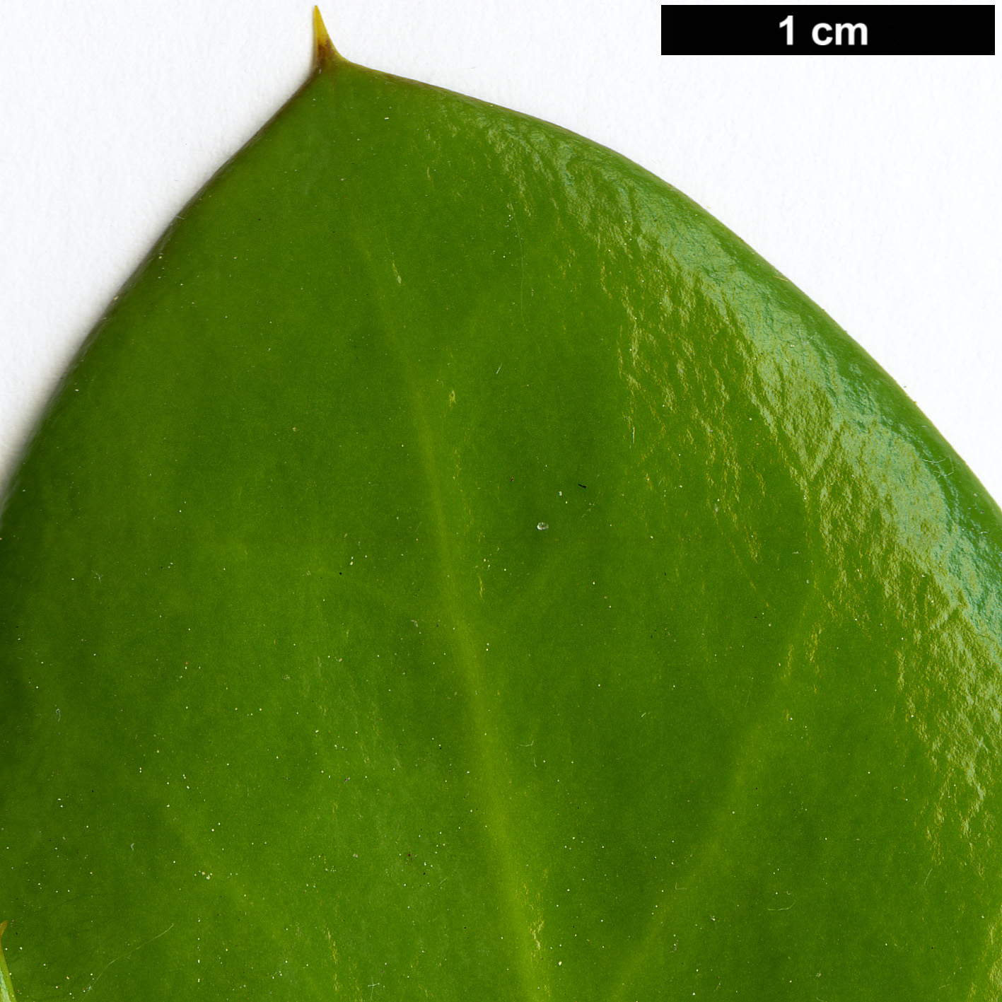 High resolution image: Family: Griseliniaceae - Genus: Griselinia - Taxon: scandens