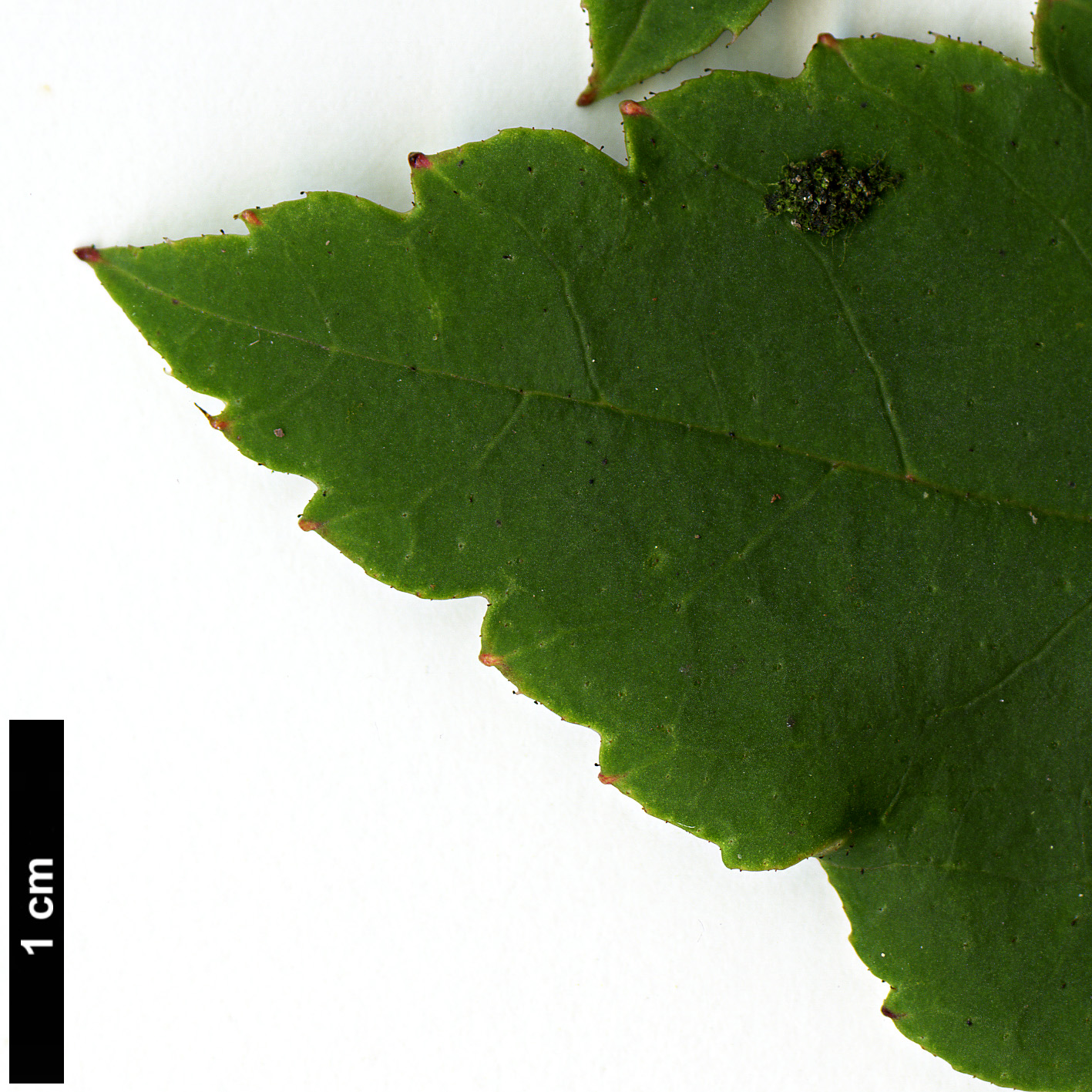 High resolution image: Family: Grossulariaceae - Genus: Ribes - Taxon: laurifolium
