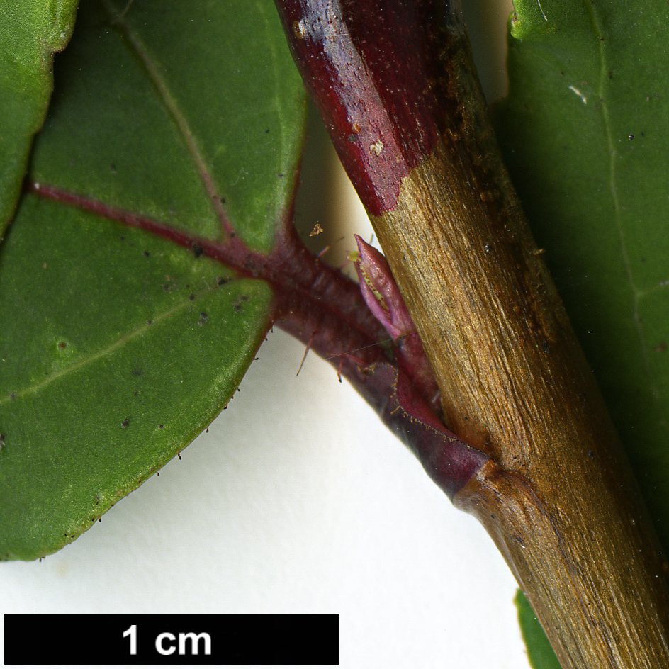 High resolution image: Family: Grossulariaceae - Genus: Ribes - Taxon: laurifolium
