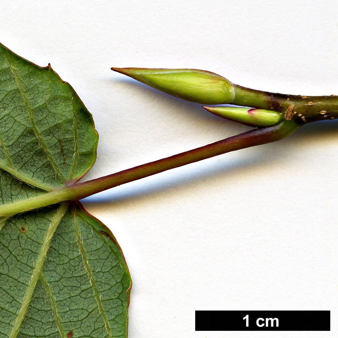 High resolution image: Family: Hamamelidaceae - Genus: Corylopsis - Taxon: glabrescens