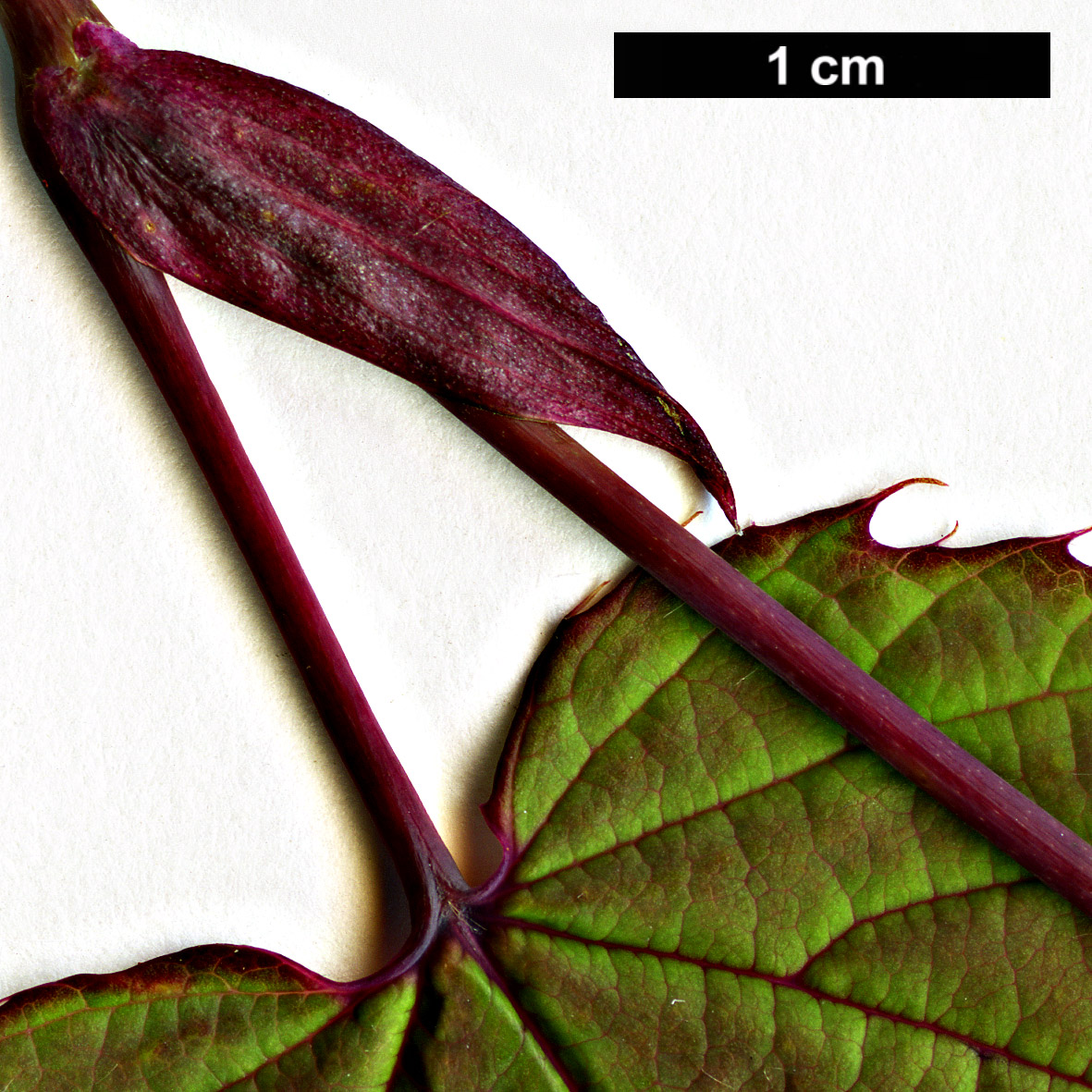 High resolution image: Family: Hamamelidaceae - Genus: Corylopsis - Taxon: gotoana