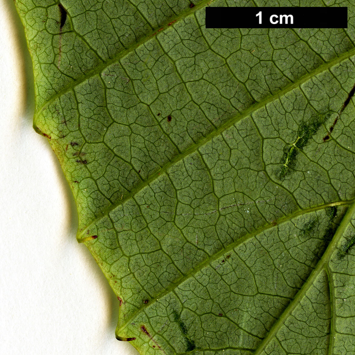 High resolution image: Family: Hamamelidaceae - Genus: Corylopsis - Taxon: sinensis