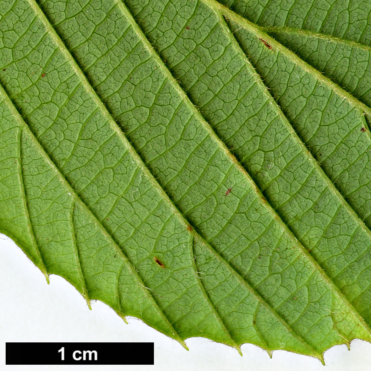 High resolution image: Family: Hamamelidaceae - Genus: Corylopsis - Taxon: sinensis