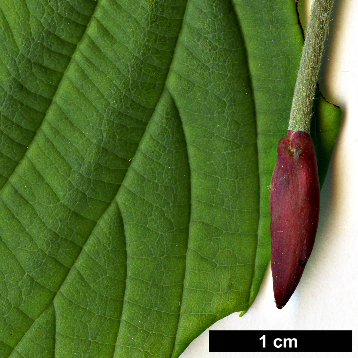High resolution image: Family: Hamamelidaceae - Genus: Corylopsis - Taxon: spicata