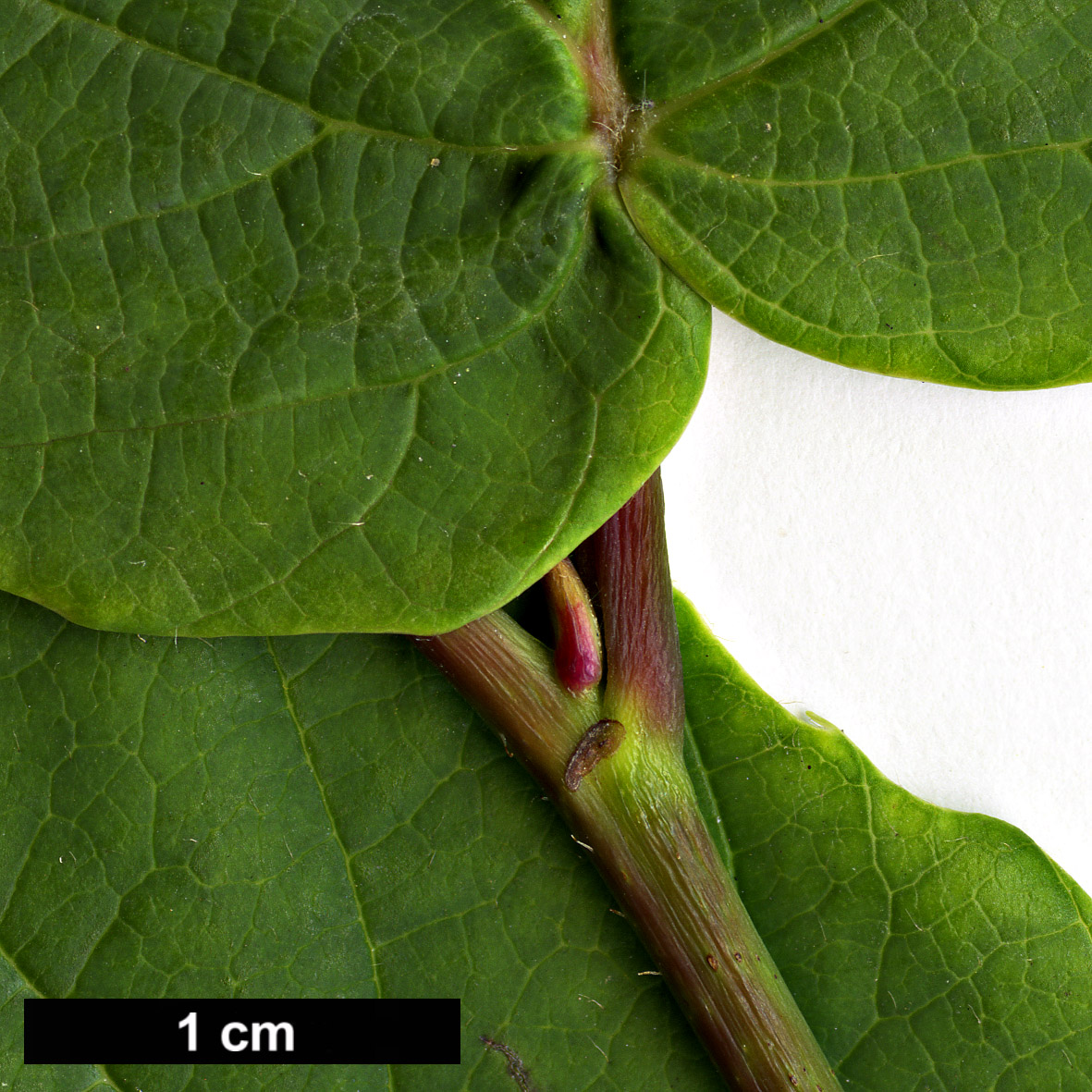 High resolution image: Family: Hamamelidaceae - Genus: Corylopsis - Taxon: willmottiae