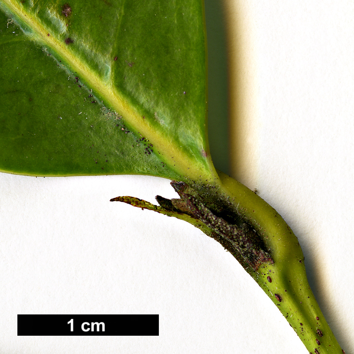 High resolution image: Family: Hamamelidaceae - Genus: Distylium - Taxon: macrophyllum