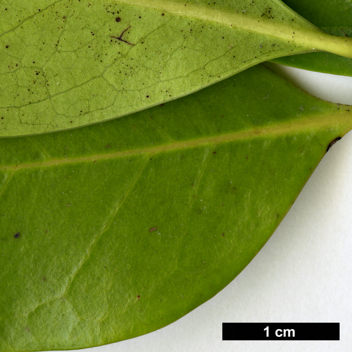 High resolution image: Family: Hamamelidaceae - Genus: Distylium - Taxon: macrophyllum