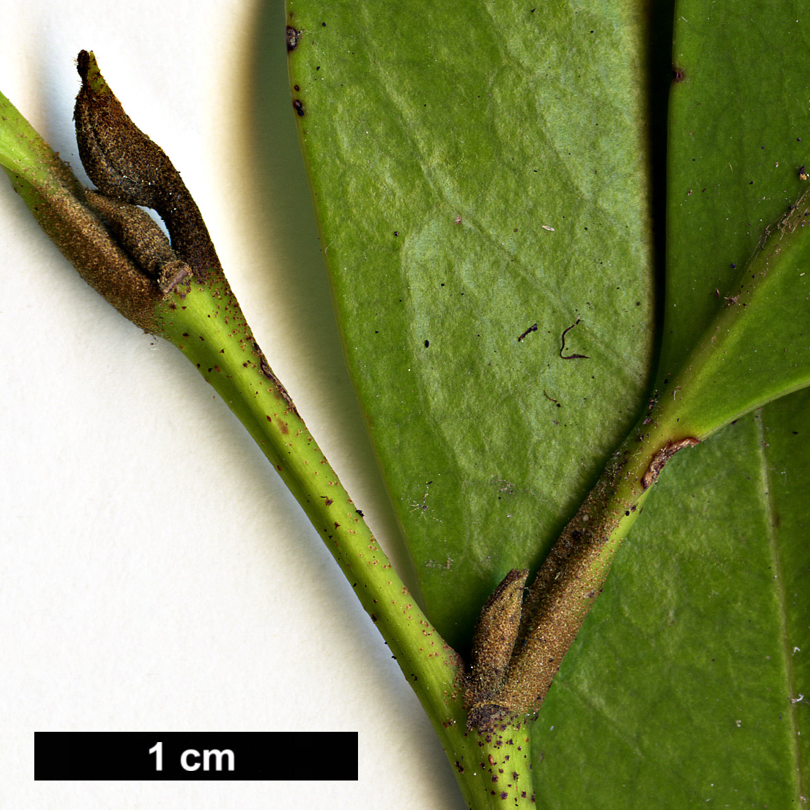 High resolution image: Family: Hamamelidaceae - Genus: Distylium - Taxon: myricoides