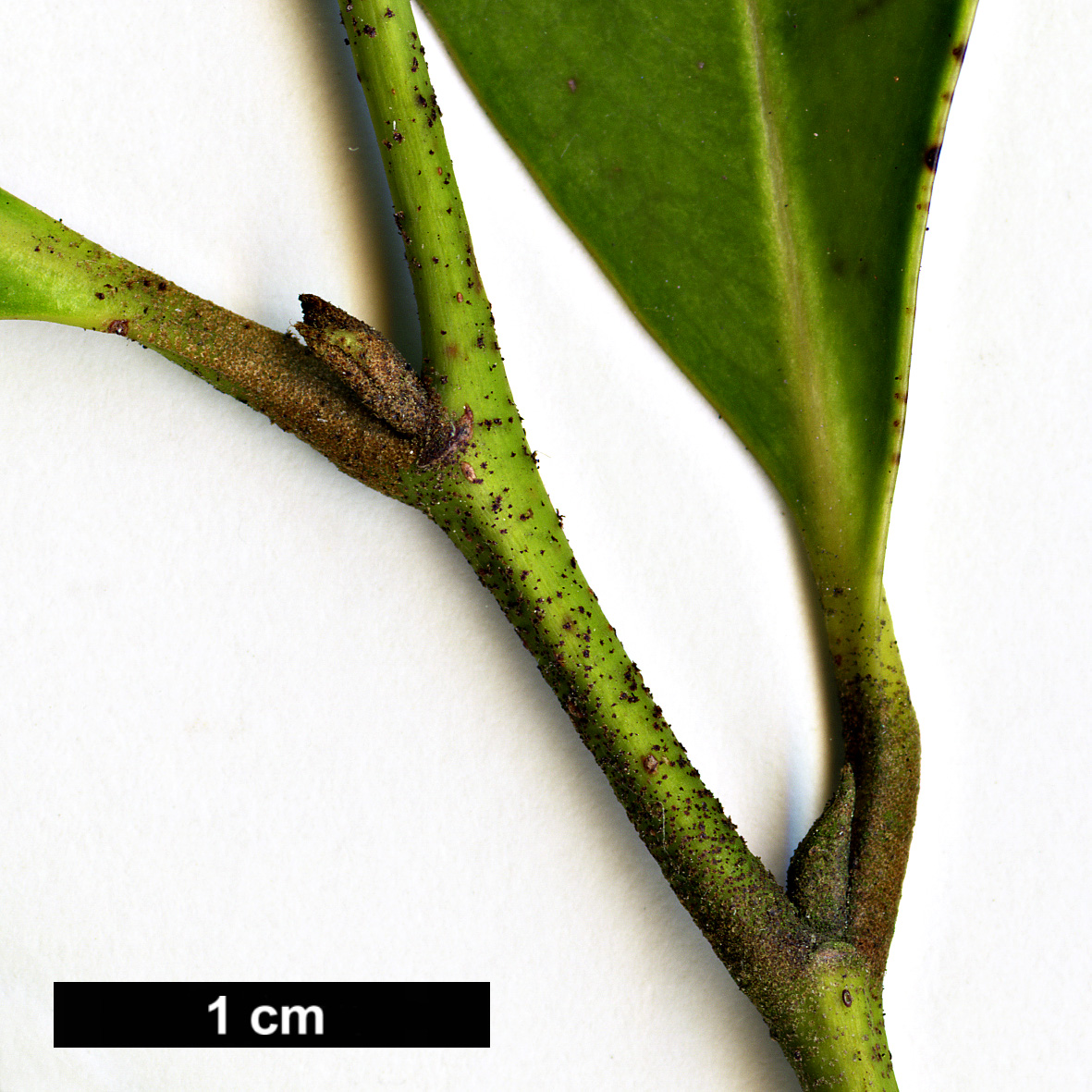 High resolution image: Family: Hamamelidaceae - Genus: Distylium - Taxon: myricoides