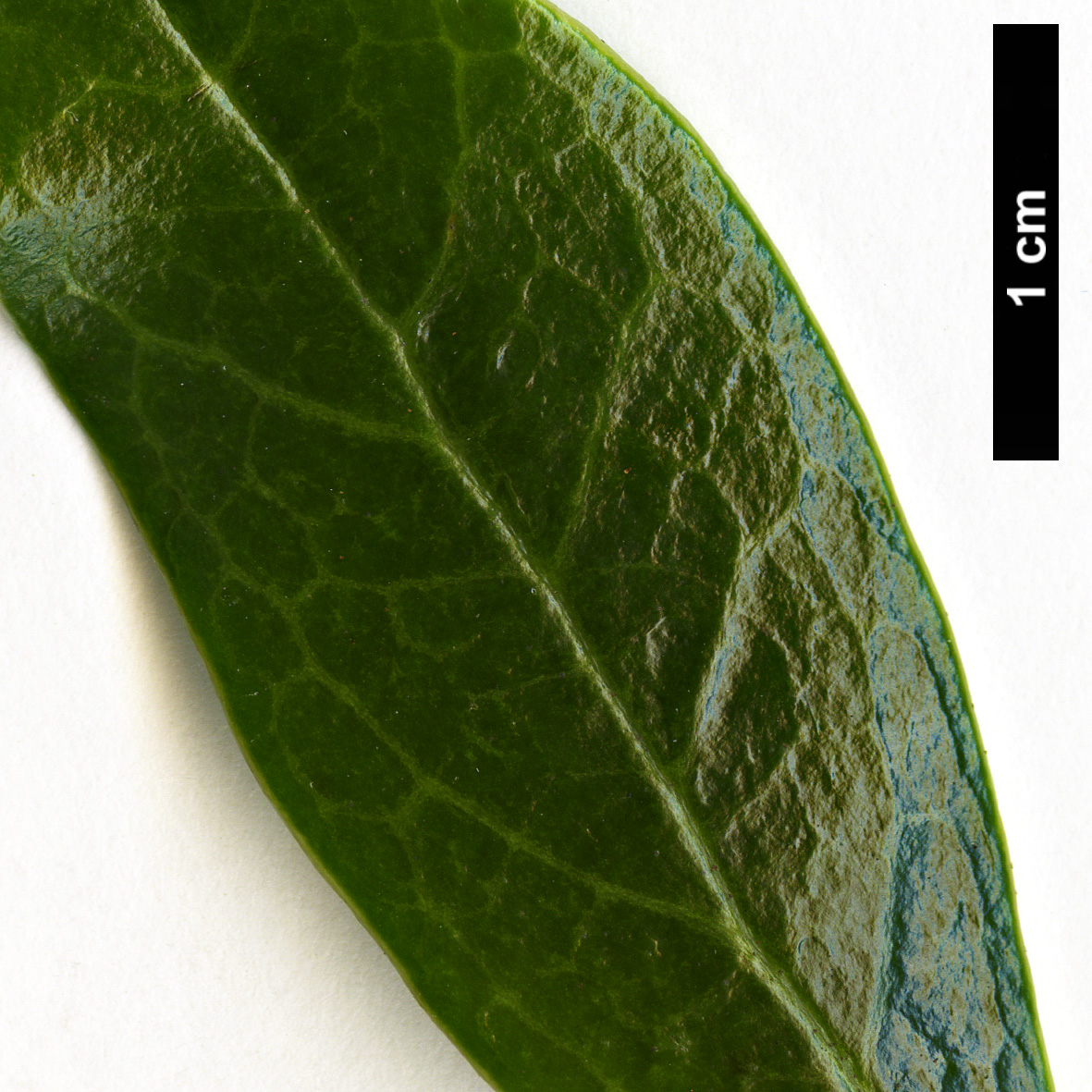 High resolution image: Family: Hamamelidaceae - Genus: Distylium - Taxon: racemosum - SpeciesSub: 'Guppy'