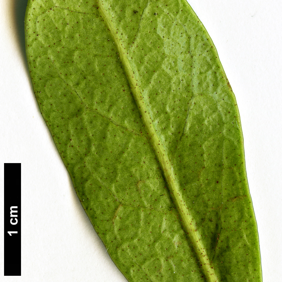 High resolution image: Family: Hamamelidaceae - Genus: Distylium - Taxon: racemosum - SpeciesSub: 'Guppy'