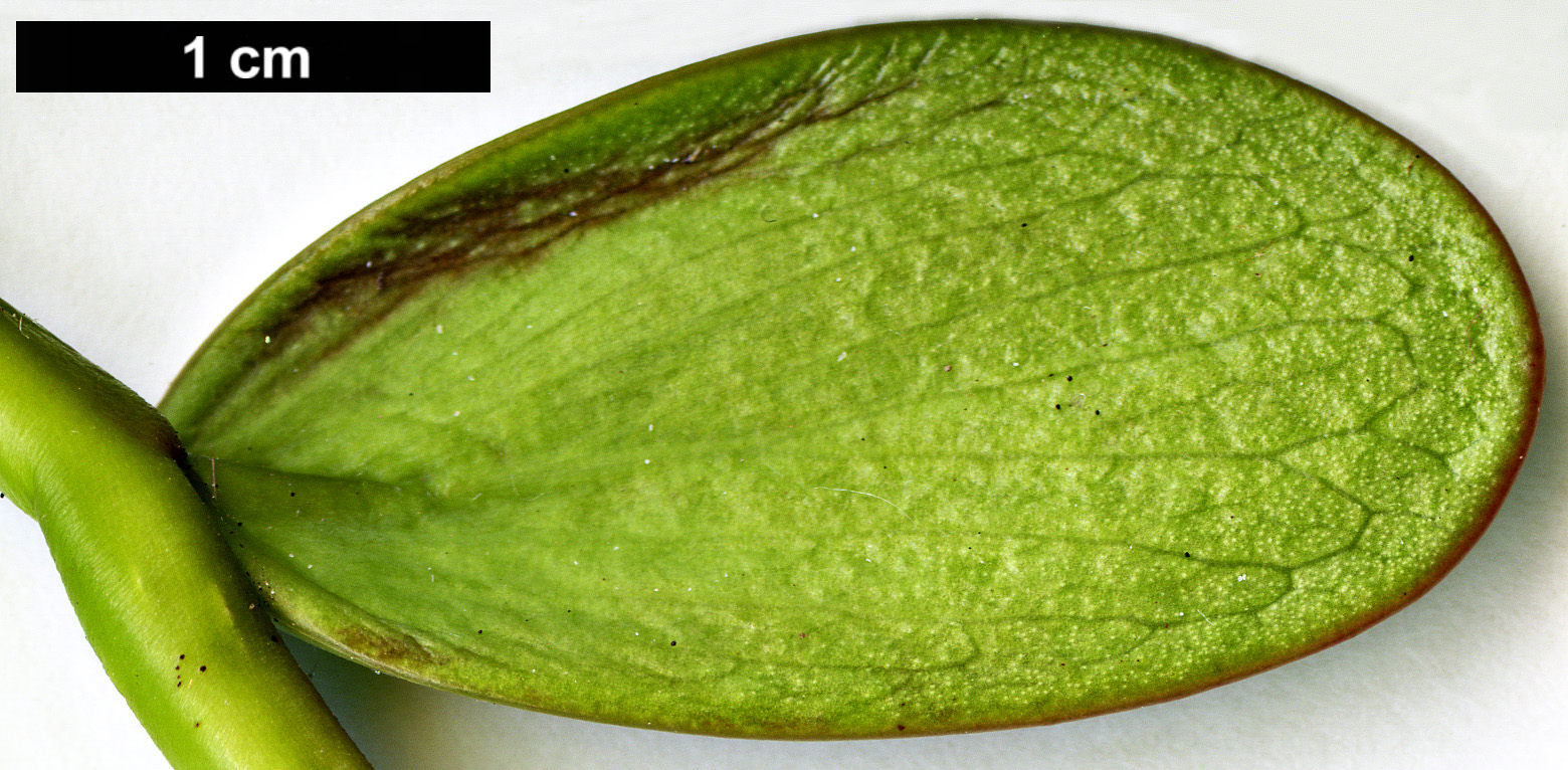 High resolution image: Family: Hamamelidaceae - Genus: Exbucklandia - Taxon: populnea