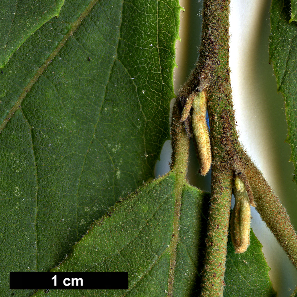 High resolution image: Family: Hamamelidaceae - Genus: Fortunearia - Taxon: sinensis