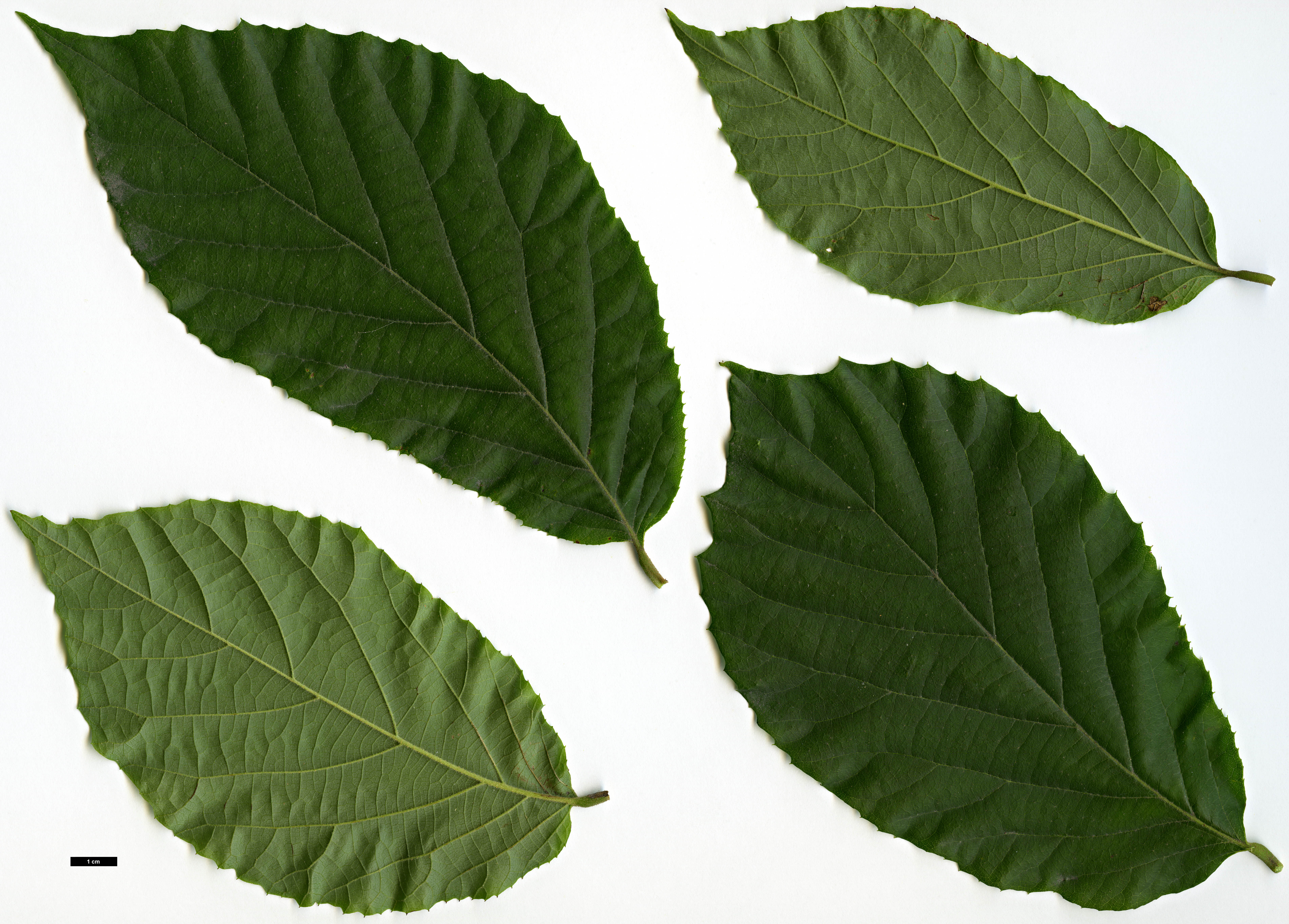 High resolution image: Family: Hamamelidaceae - Genus: Fortunearia - Taxon: sinensis