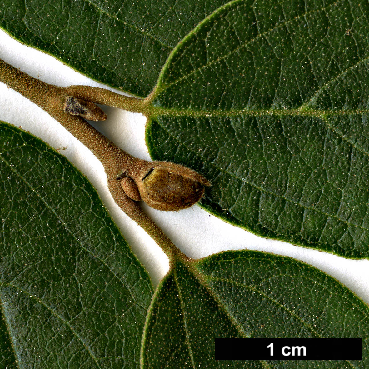 High resolution image: Family: Hamamelidaceae - Genus: Fothergilla - Taxon: gardenii