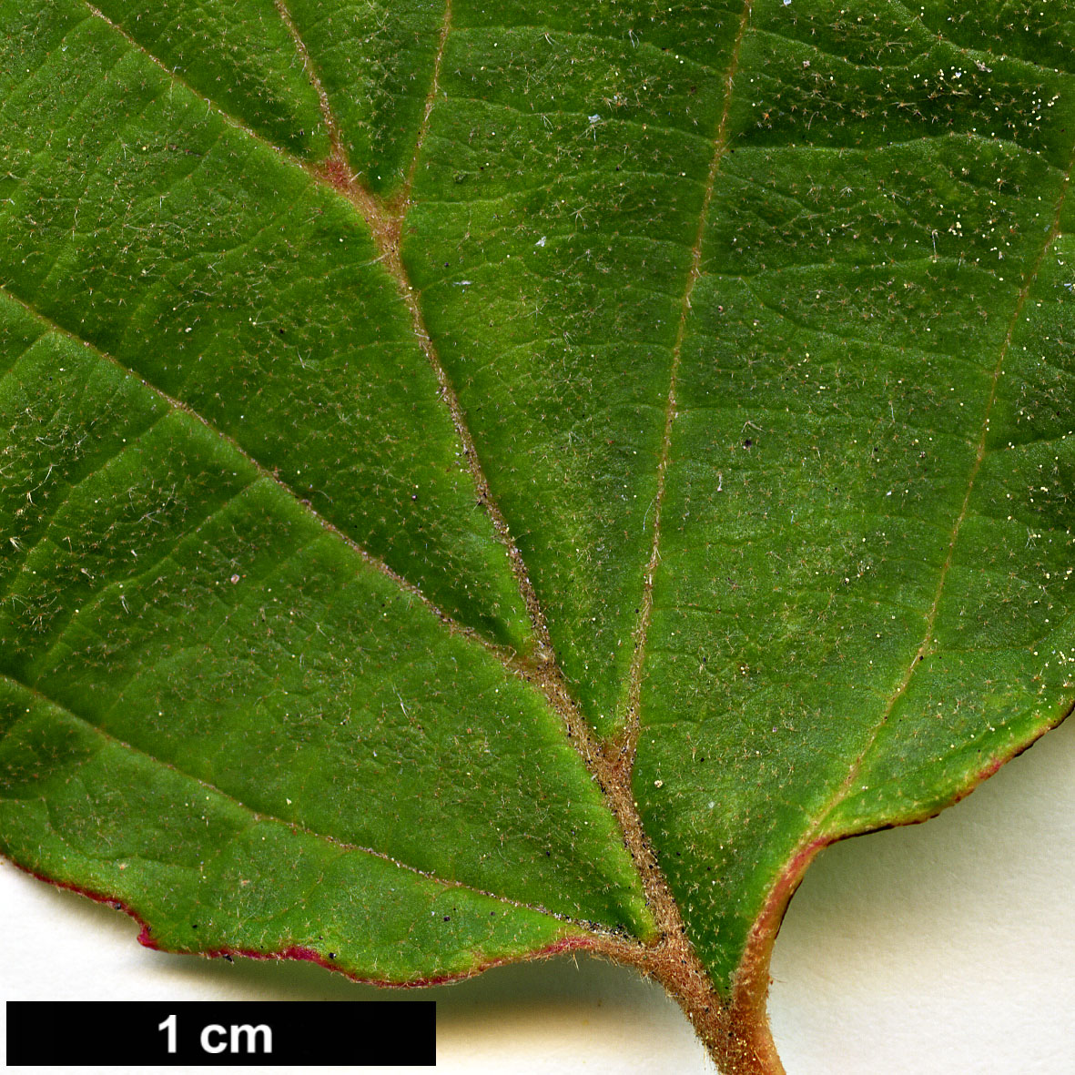 High resolution image: Family: Hamamelidaceae - Genus: Fothergilla - Taxon: major