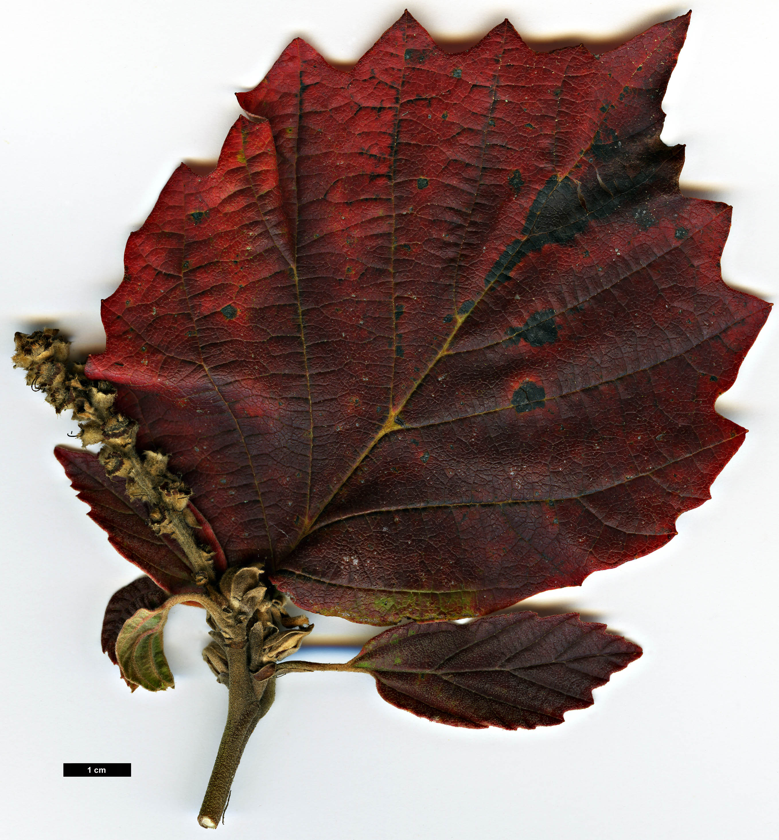 High resolution image: Family: Hamamelidaceae - Genus: Fothergilla - Taxon: major