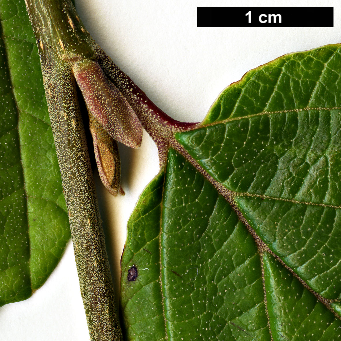 High resolution image: Family: Hamamelidaceae - Genus: Hamamelis - Taxon: japonica