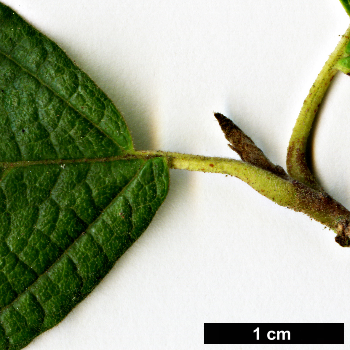 High resolution image: Family: Hamamelidaceae - Genus: Hamamelis - Taxon: mexicana