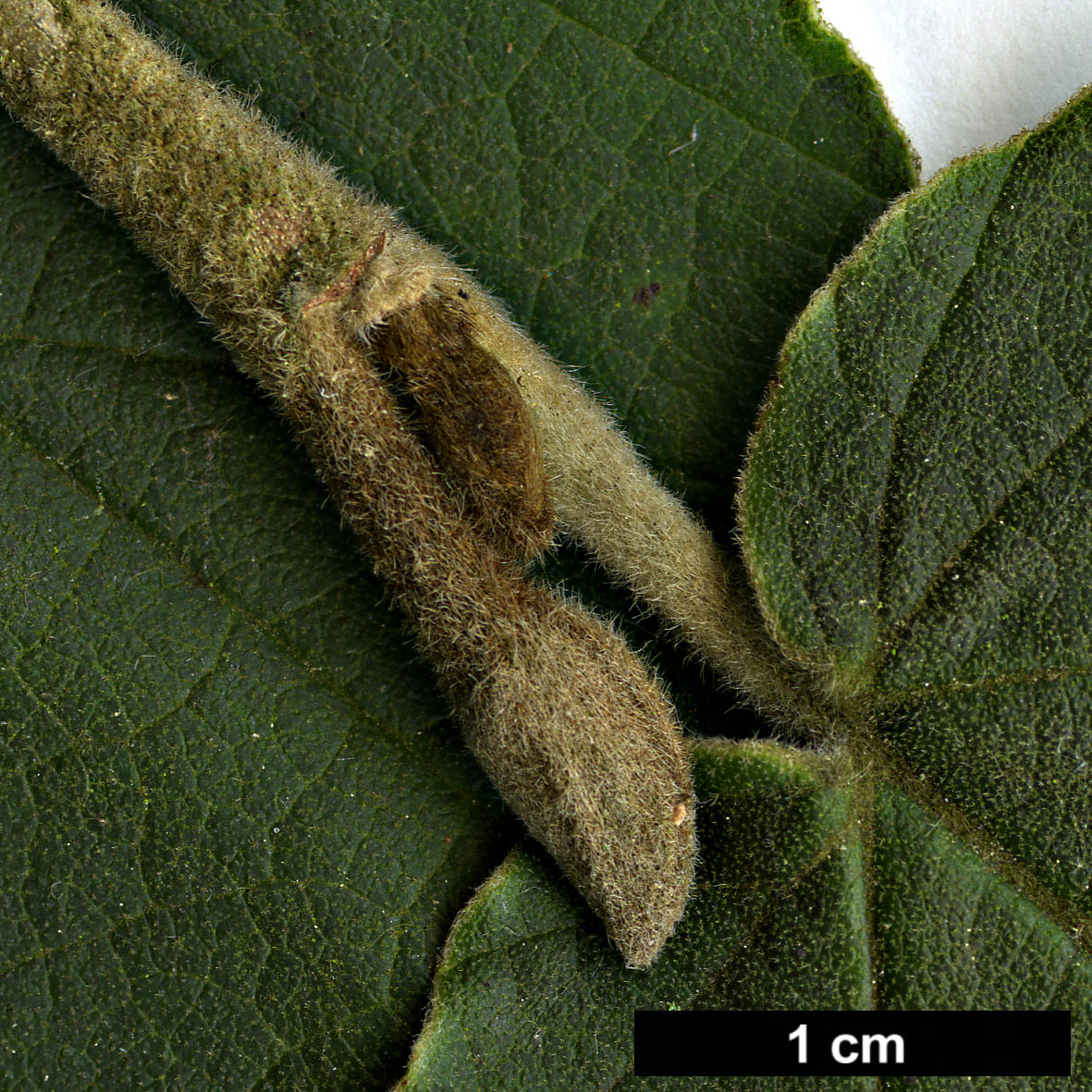 High resolution image: Family: Hamamelidaceae - Genus: Hamamelis - Taxon: mollis - SpeciesSub: 'Boskoop'