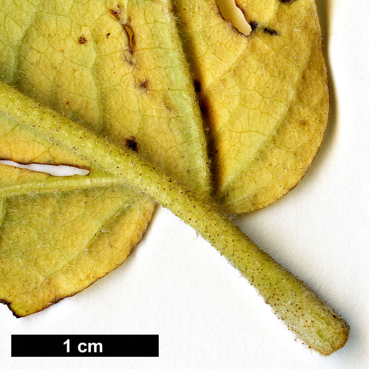 High resolution image: Family: Hamamelidaceae - Genus: Hamamelis - Taxon: ovalis
